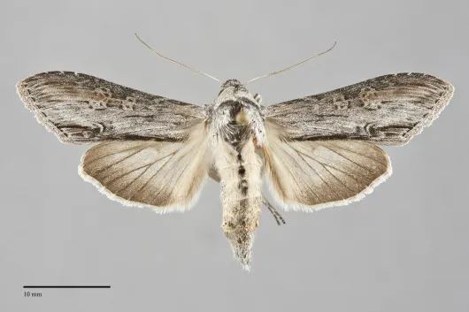 Cucullia similaris