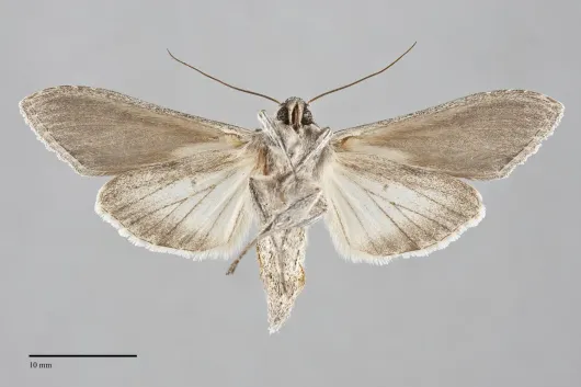 Cucullia similaris