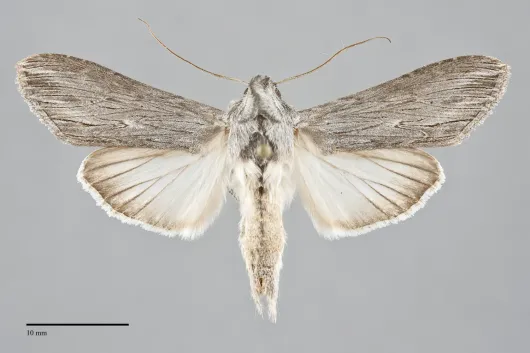 Cucullia speyeri