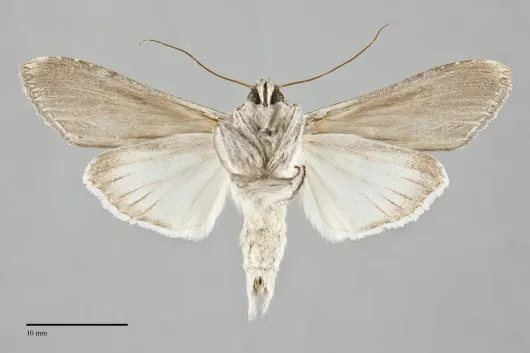 Cucullia speyeri