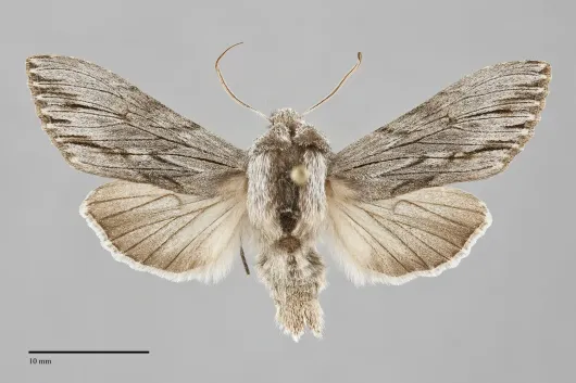 Cucullia strigata