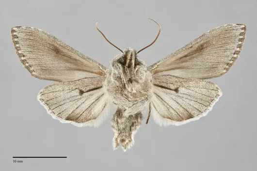 Cucullia strigata