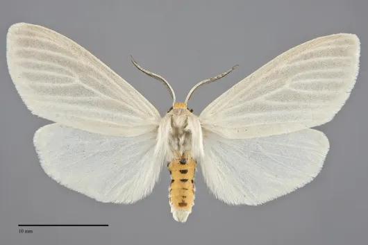 Cycnia oregonensis