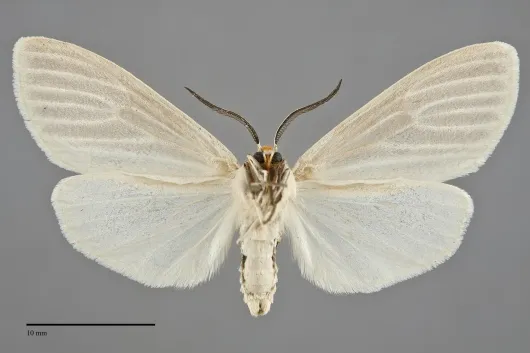 Cycnia oregonensis