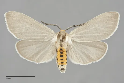 Cycnia oregonensis