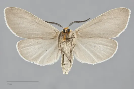 Cycnia oregonensis