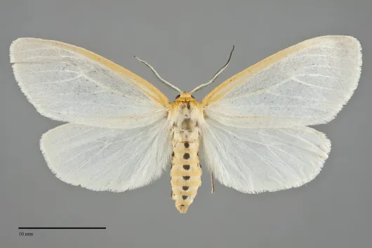 Cycnia tenera