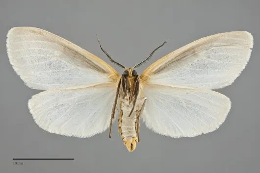Cycnia tenera