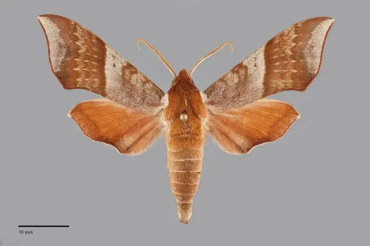 Darapsa choerilus