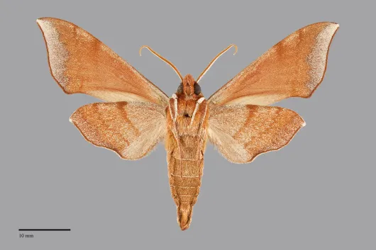 Darapsa choerilus