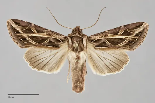 Dargida procinctus