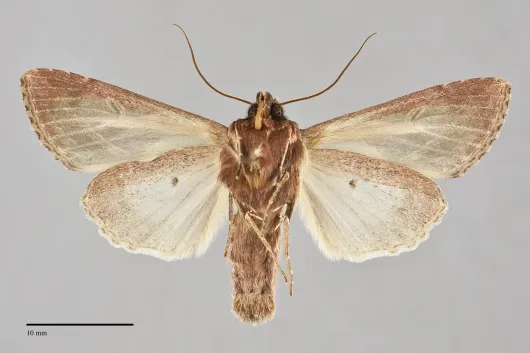 Dargida procinctus