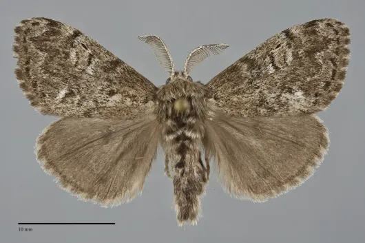Dasychira grisefacta