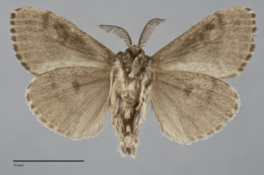 Dasychira grisefacta