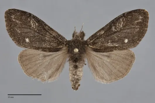 Dasychira grisefacta