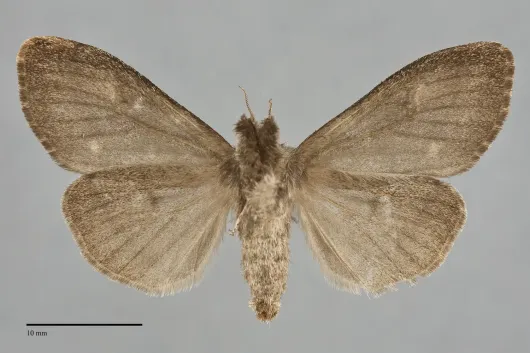 Dasychira grisefacta