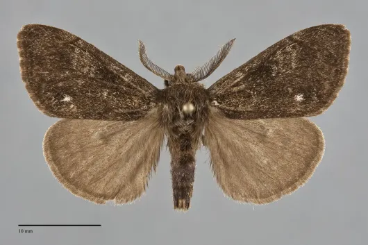 Dasychira grisefacta