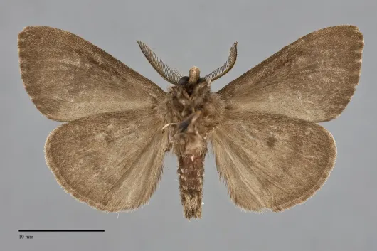 Dasychira grisefacta