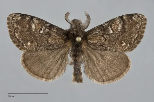 Dasychira plagiata