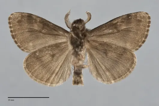 Dasychira plagiata