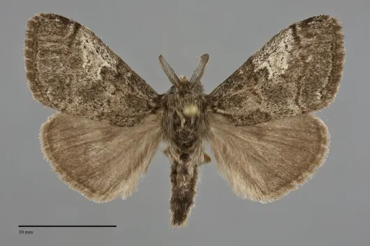 Dasychira vagans