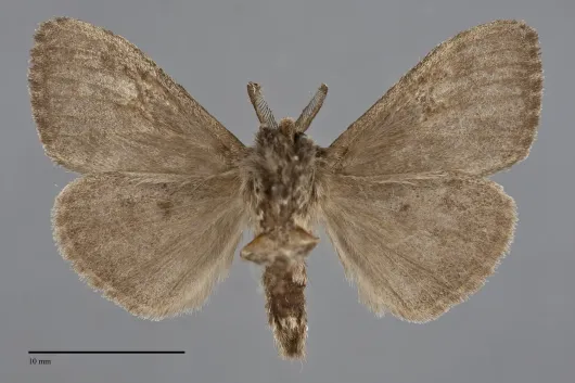 Dasychira vagans