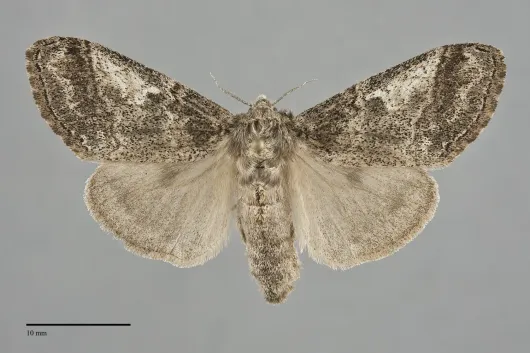 Dasychira vagans