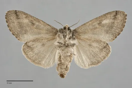 Dasychira vagans