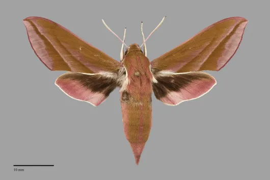 Deilephila elpenor