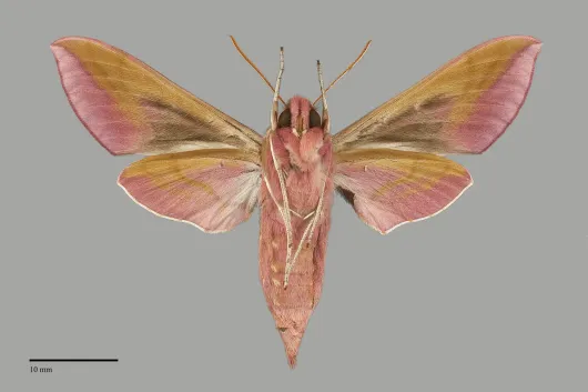 Deilephila elpenor