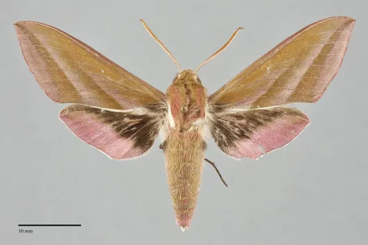 Deilephila elpenor