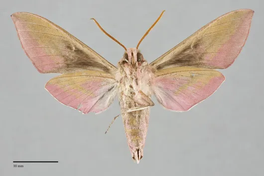 Deilephila elpenor