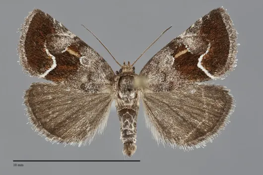Deltote bellicula