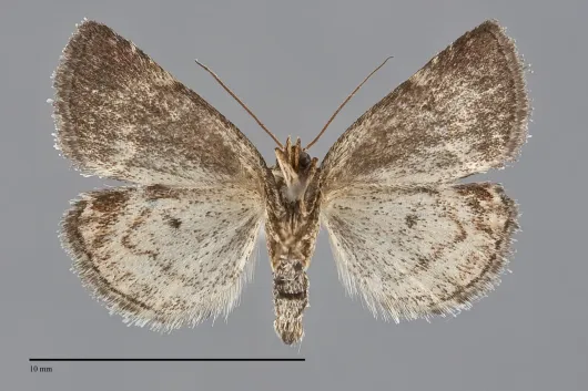 Deltote bellicula