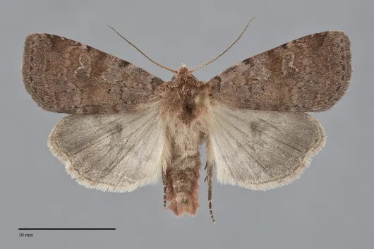 Diarsia dislocata