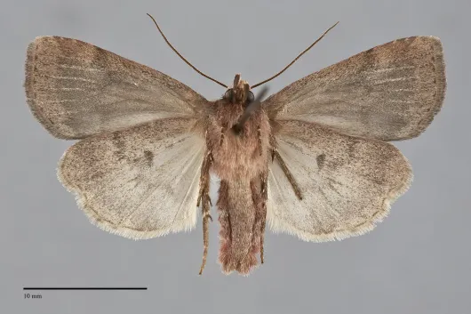 Diarsia dislocata