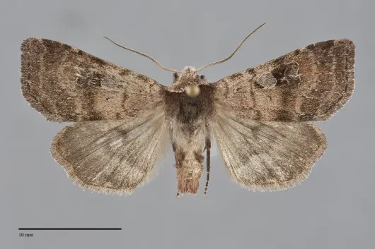 Diarsia dislocata