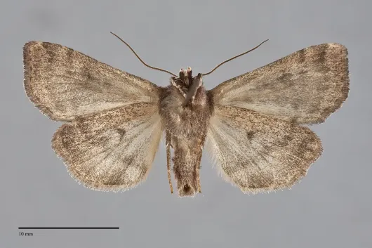 Diarsia dislocata