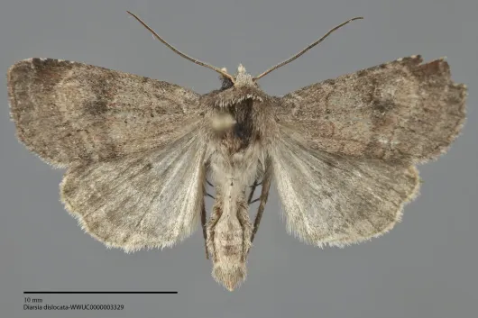 Diarsia dislocata