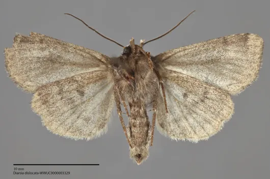 Diarsia dislocata