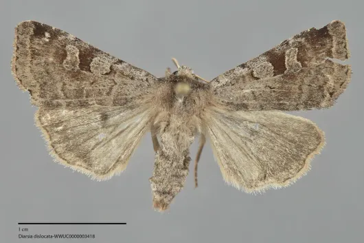 Diarsia dislocata
