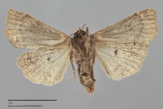 Diarsia dislocata