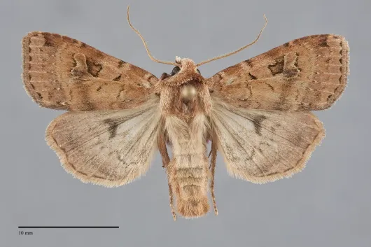 Diarsia esurialis