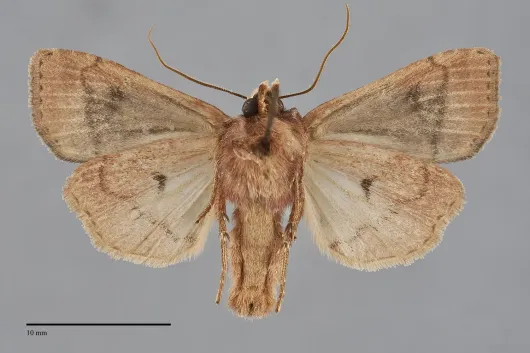 Diarsia esurialis