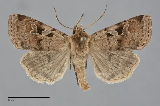 Diarsia esurialis