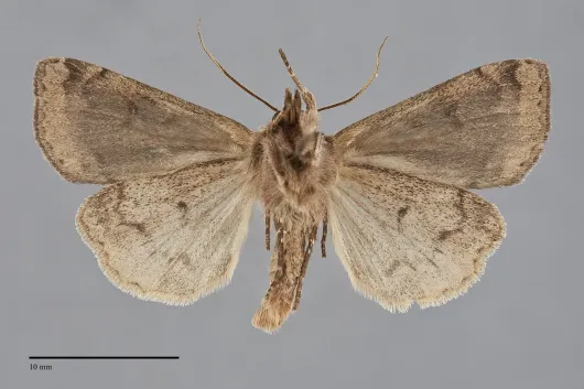 Diarsia esurialis