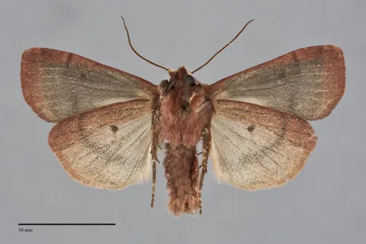Diarsia rosaria