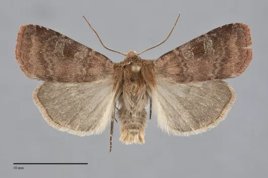 Diarsia rosaria