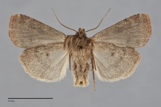 Diarsia rosaria