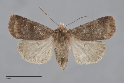 Diarsia rosaria